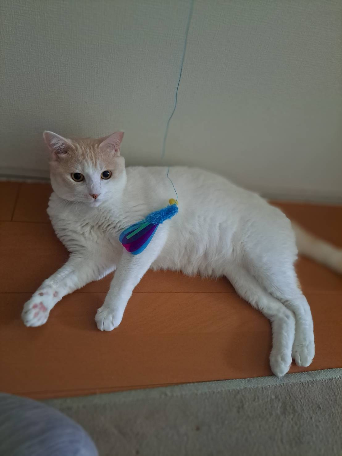今日のねこの画像