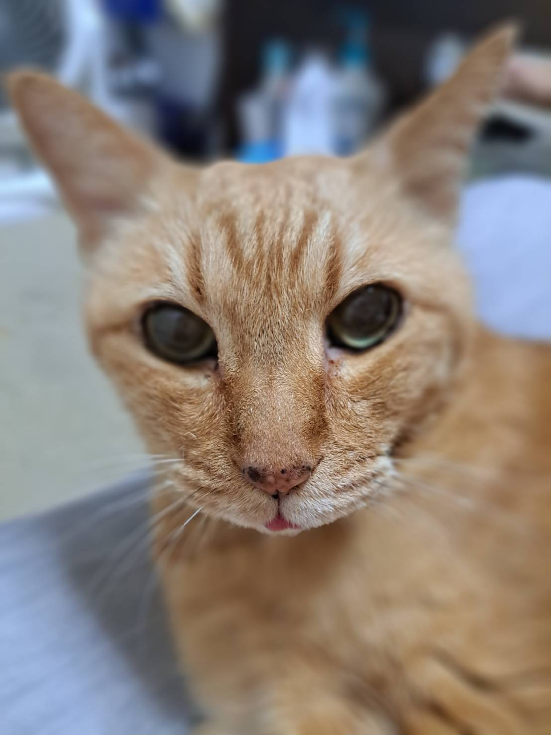 今日のねこの画像