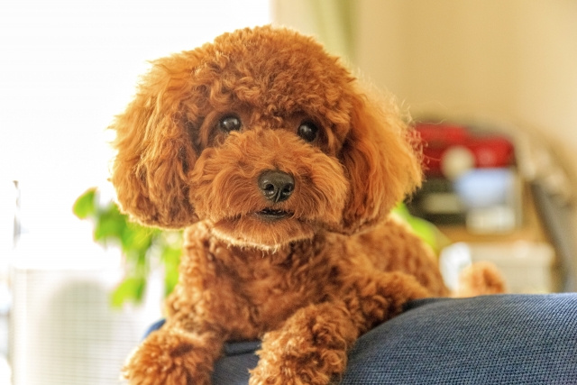 マンション飼育に向いている犬とは？人気の犬種などをご紹介の画像