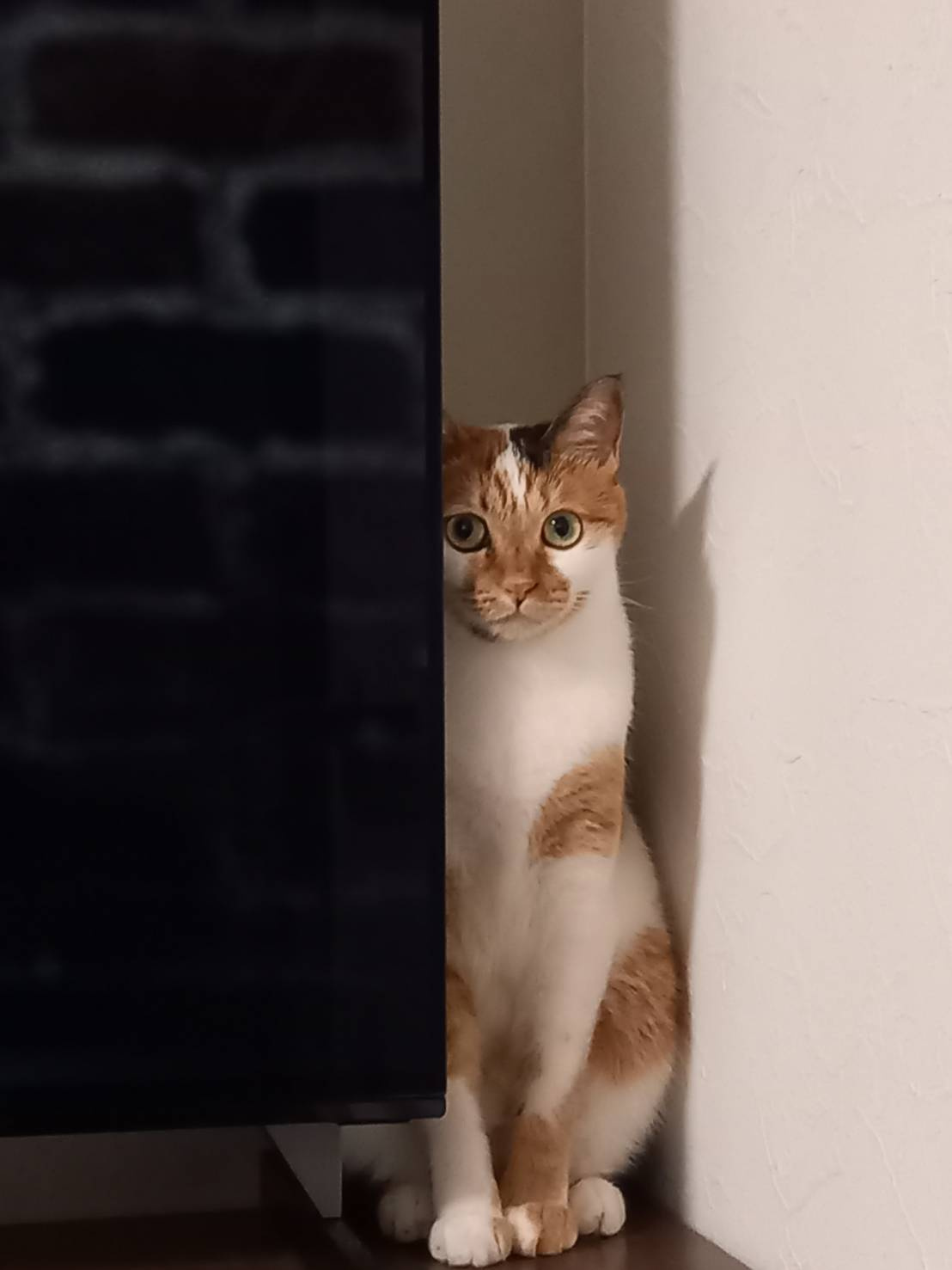 今日のねこの画像