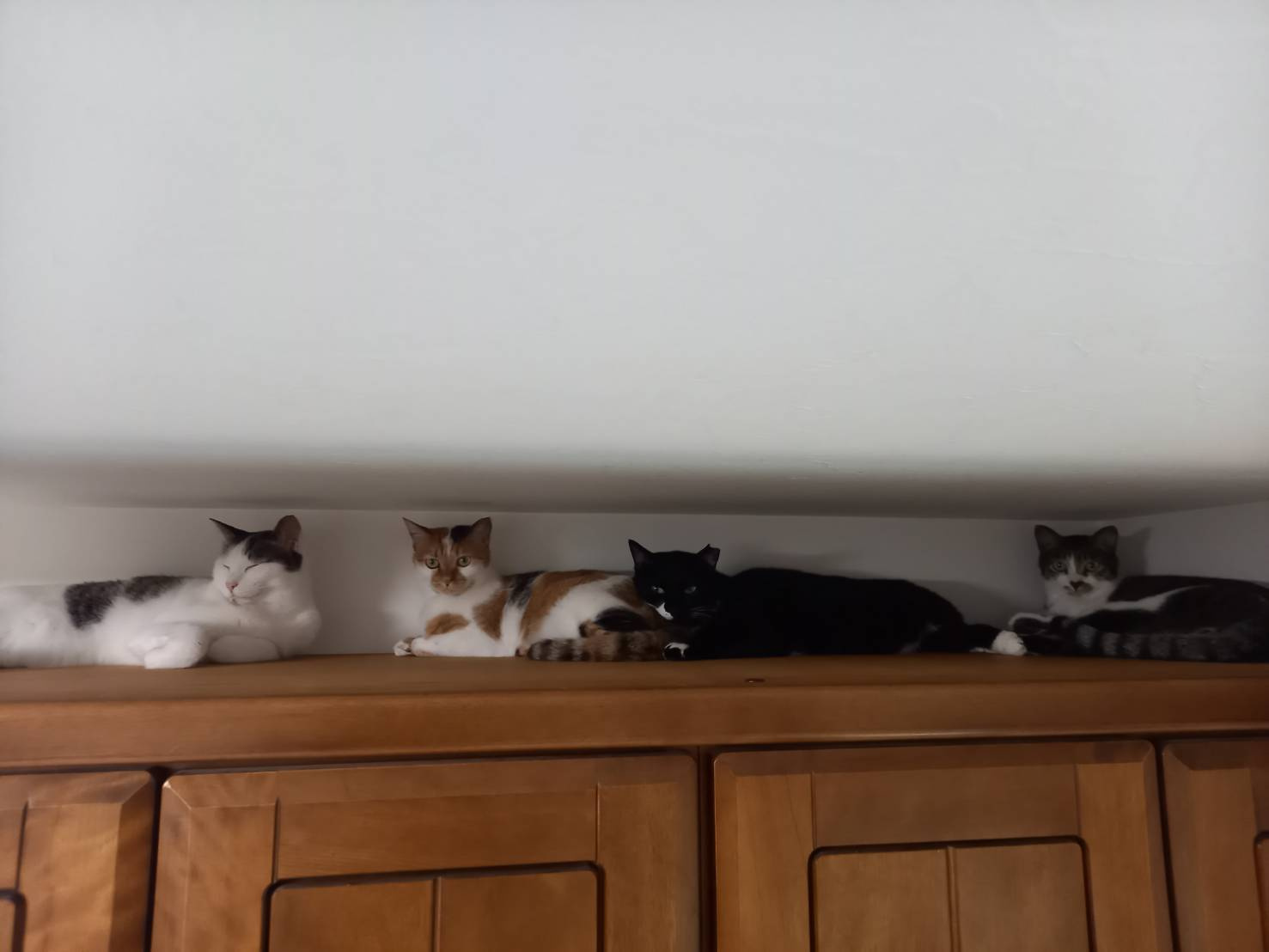 今日のねこの画像