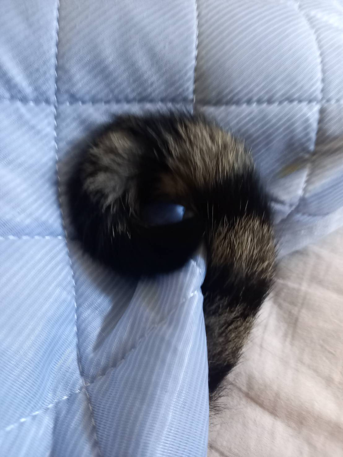 今日のねこの画像