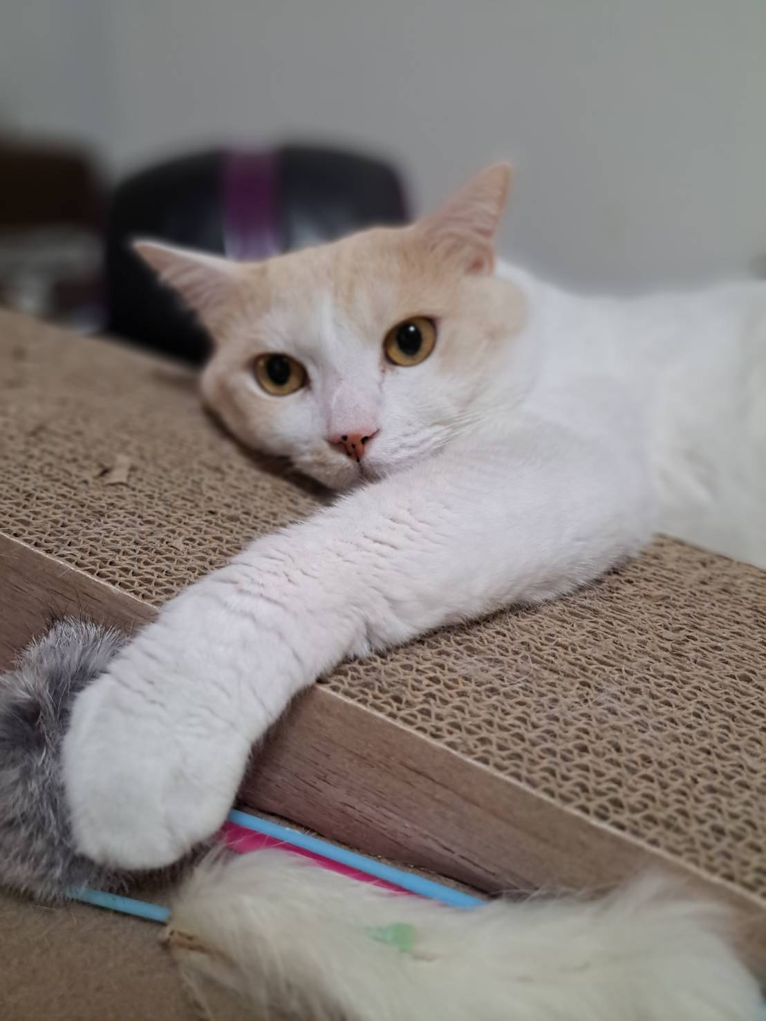 今日のねこの画像