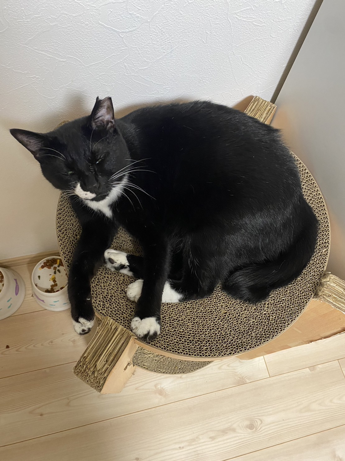 今日のねこの画像