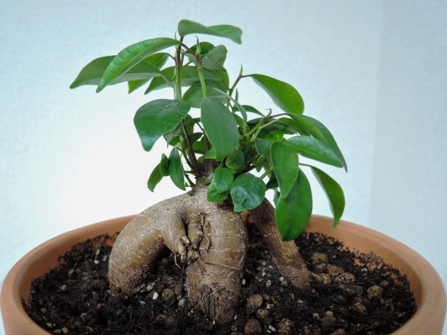 一人暮らしに観葉植物がおすすめの理由とは？おすすめの観葉植物...の画像