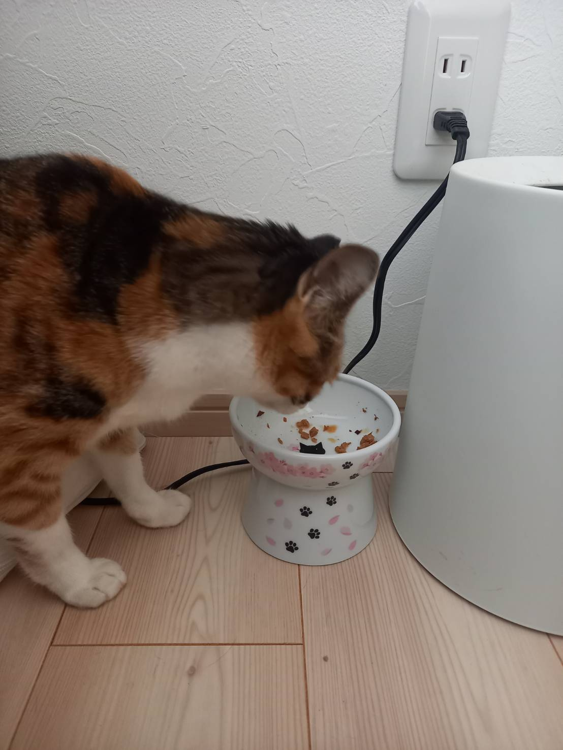 今日のねこの画像