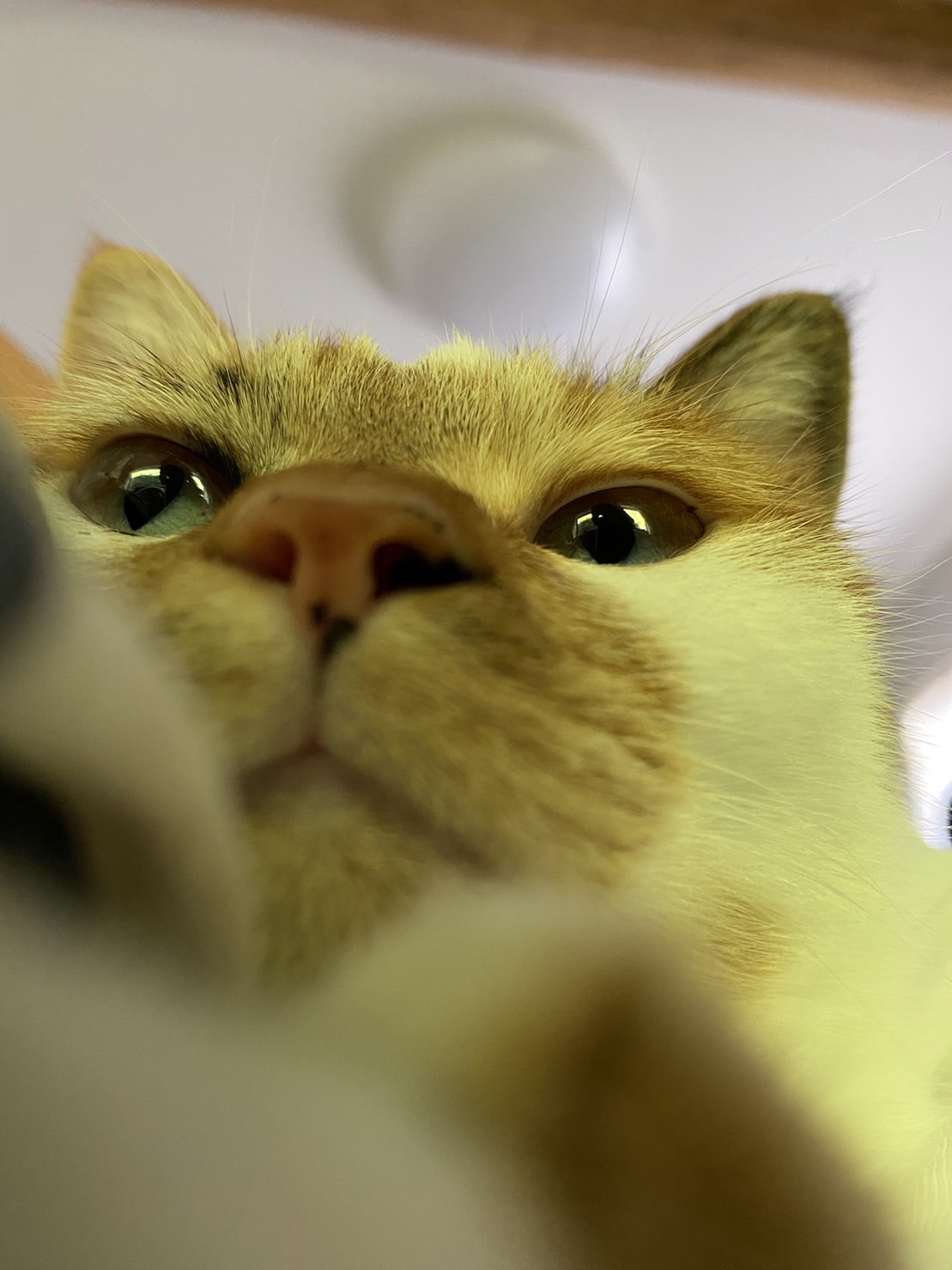 今日のねこの画像