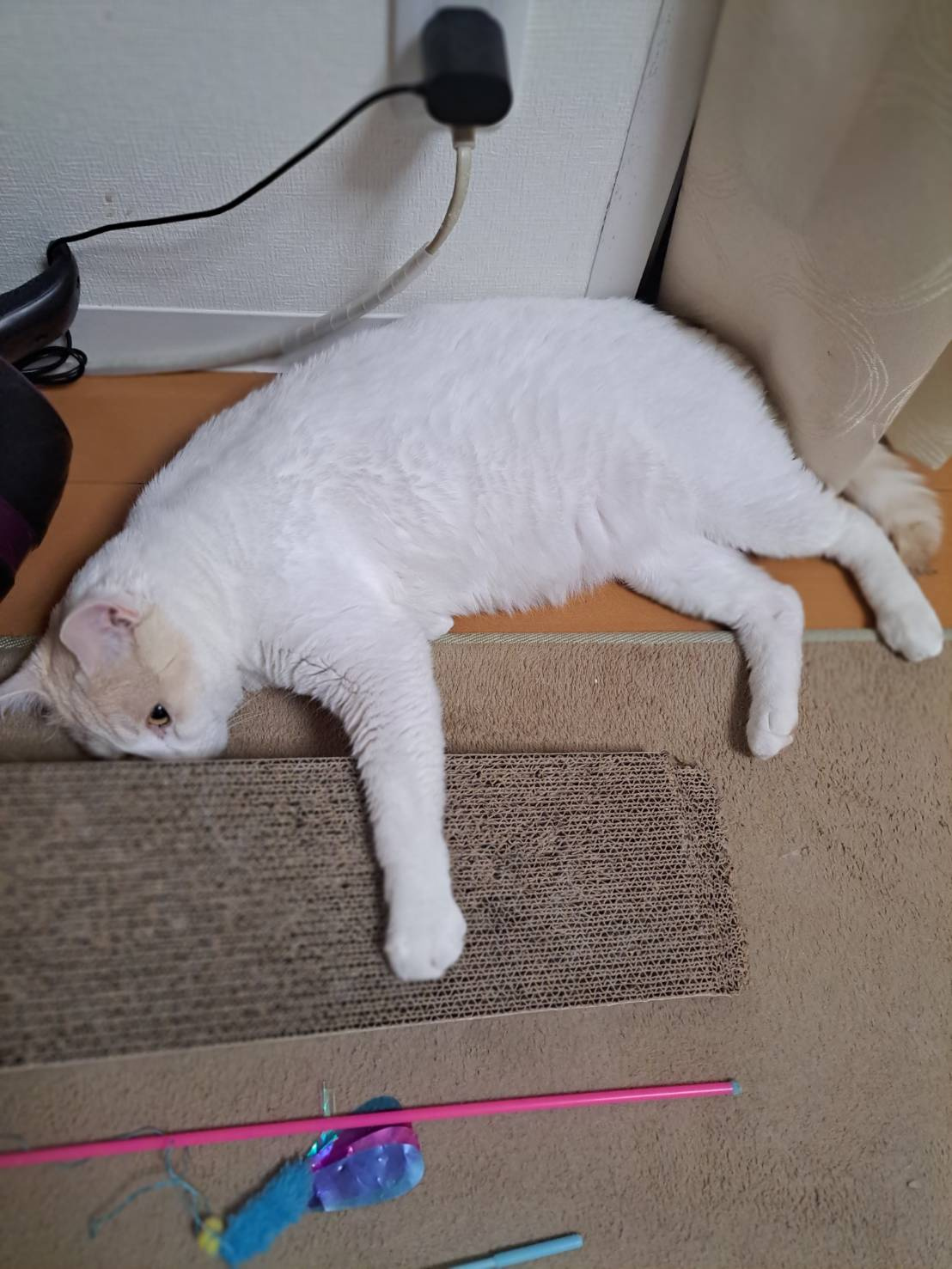 今日のねこの画像