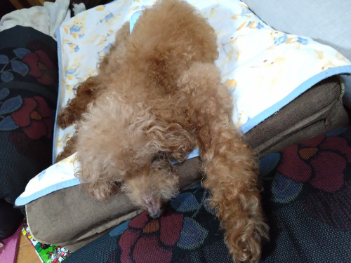 愛犬チョコは寝たきりの画像