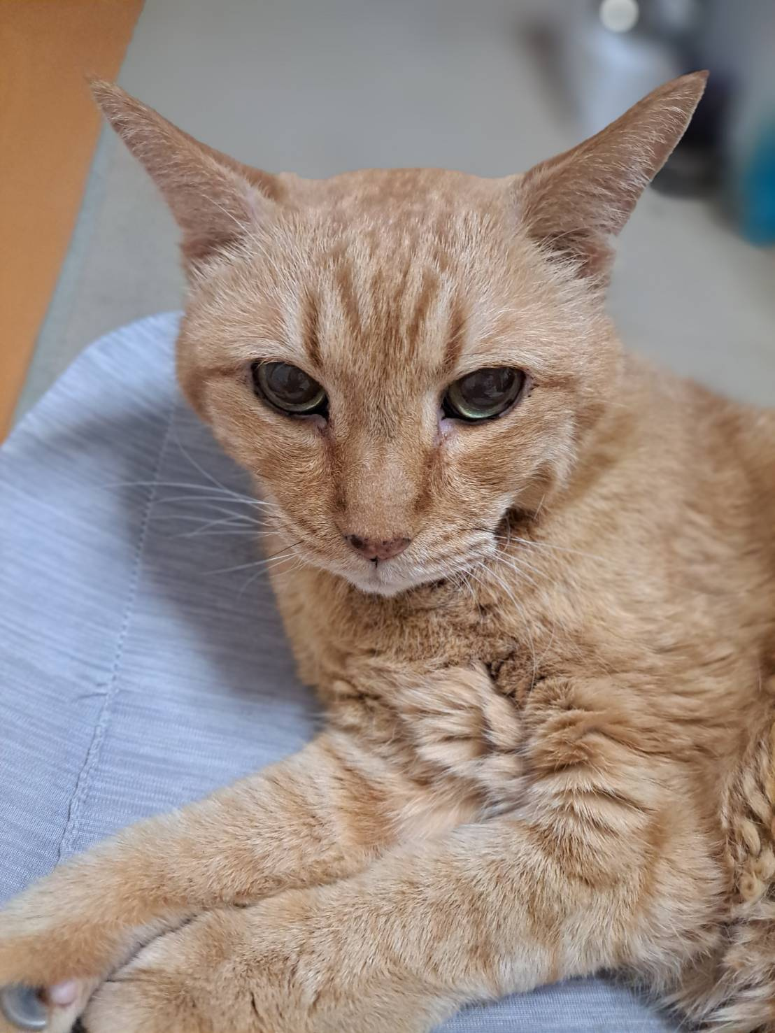 今日のねこの画像