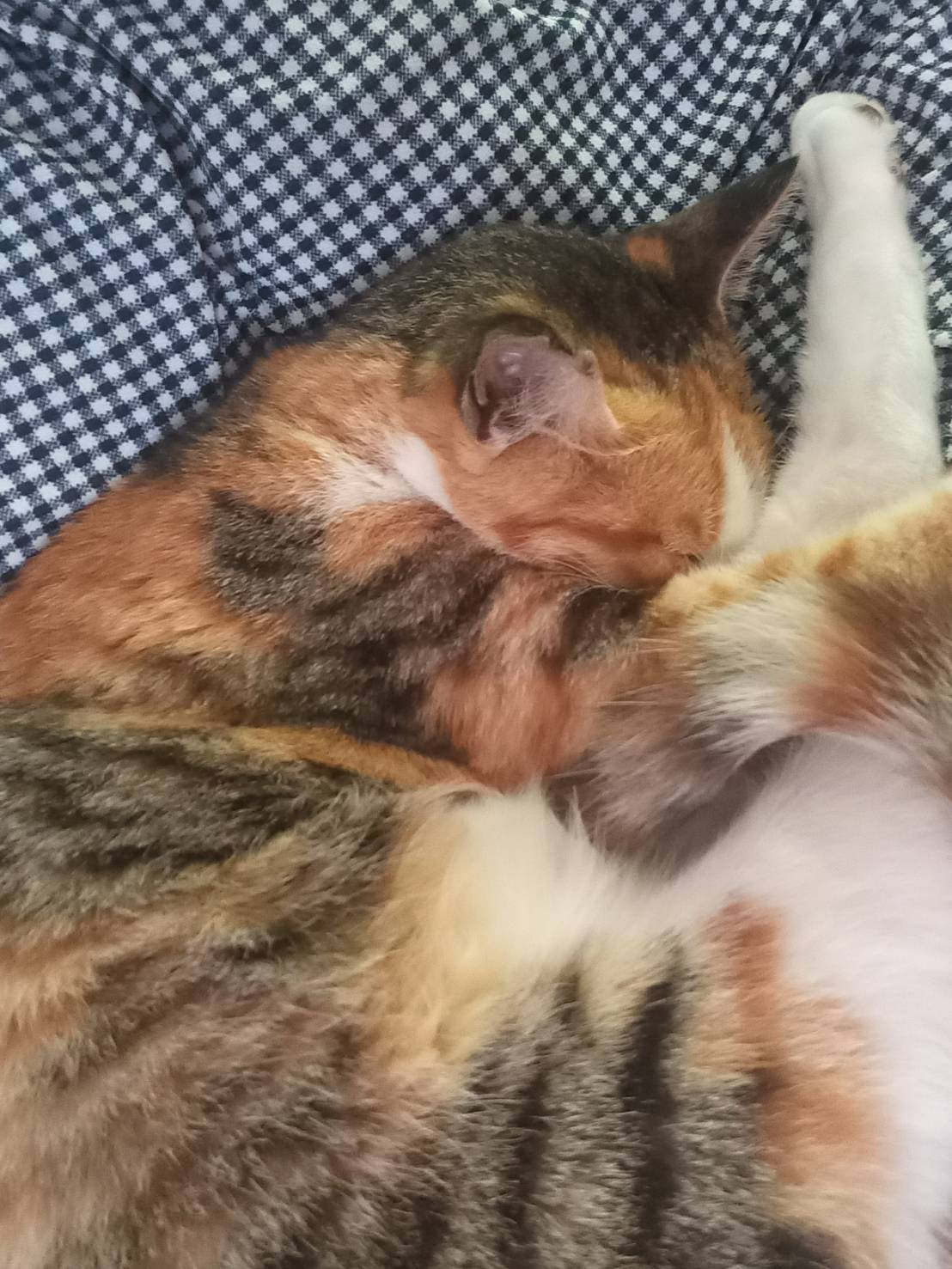 今日のねこの画像