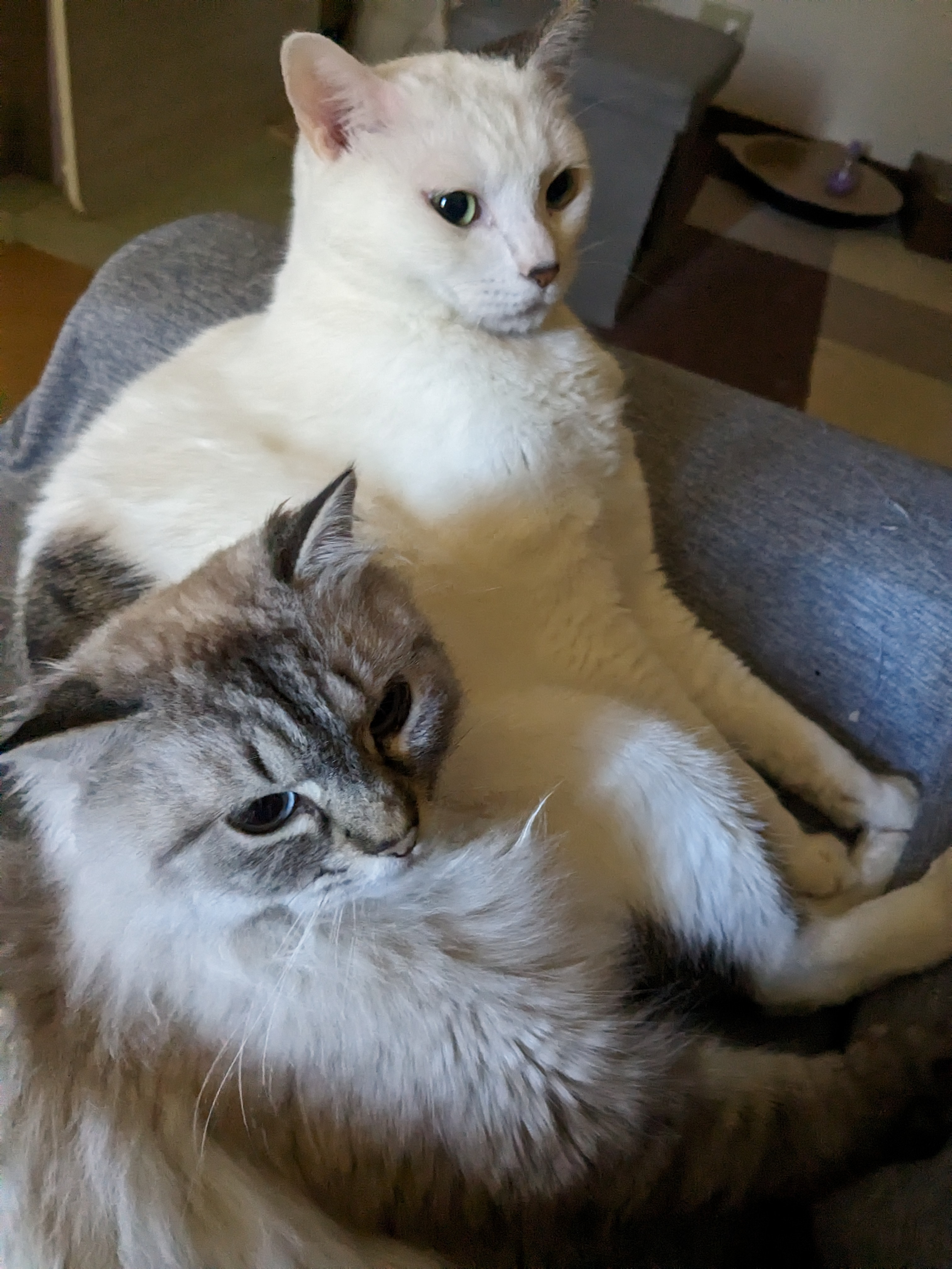 猫とのひとときがもたらす癒しとストレス軽減効果の画像