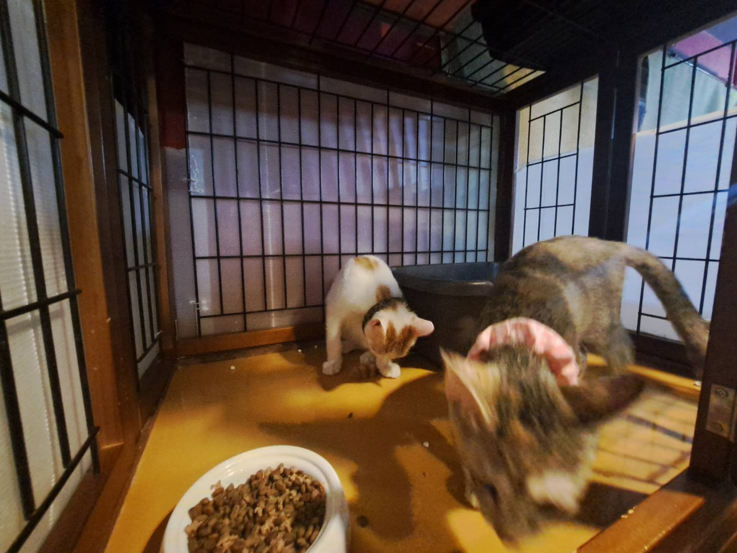 今日のねこの画像