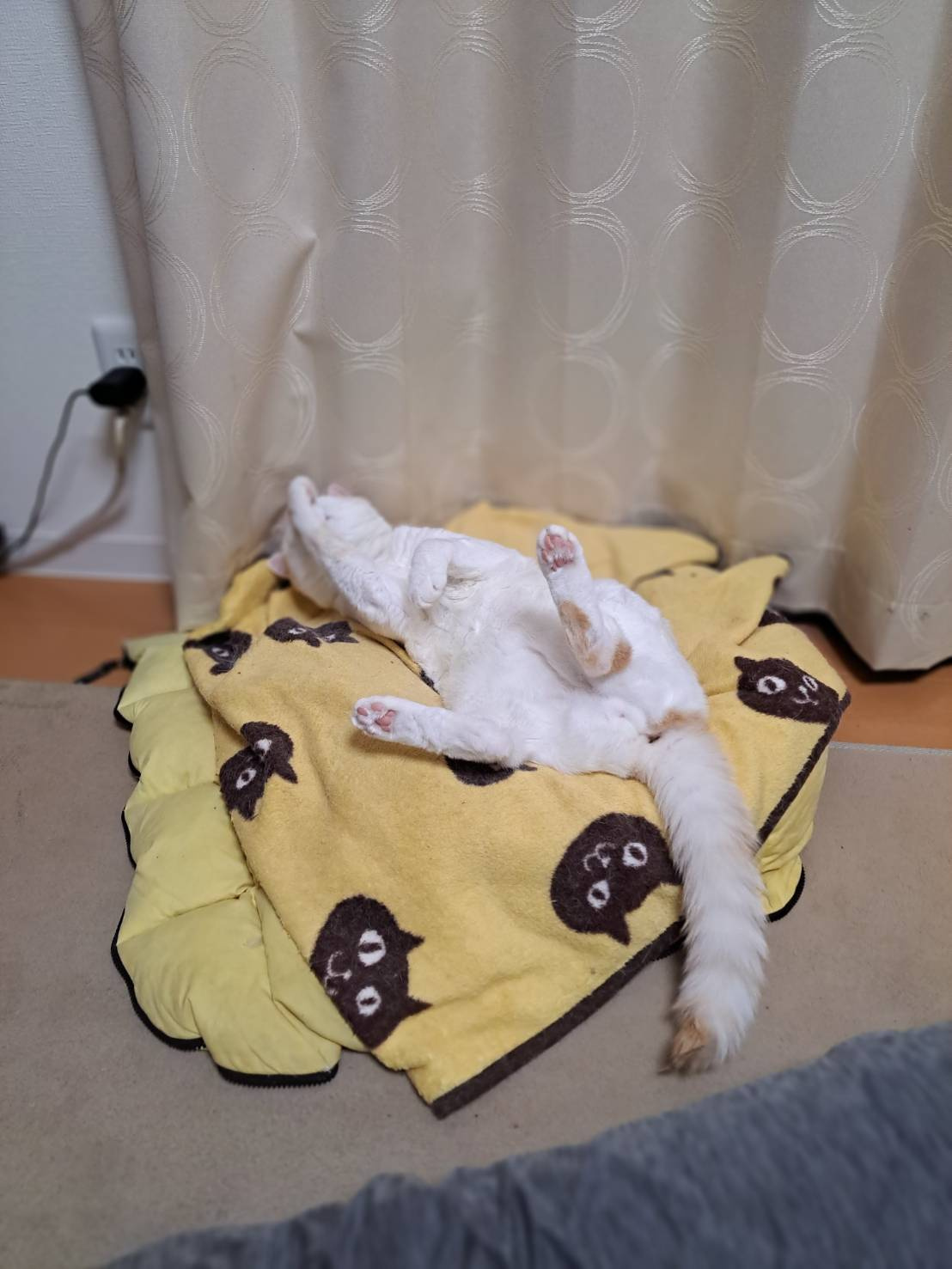 今日のねこの画像