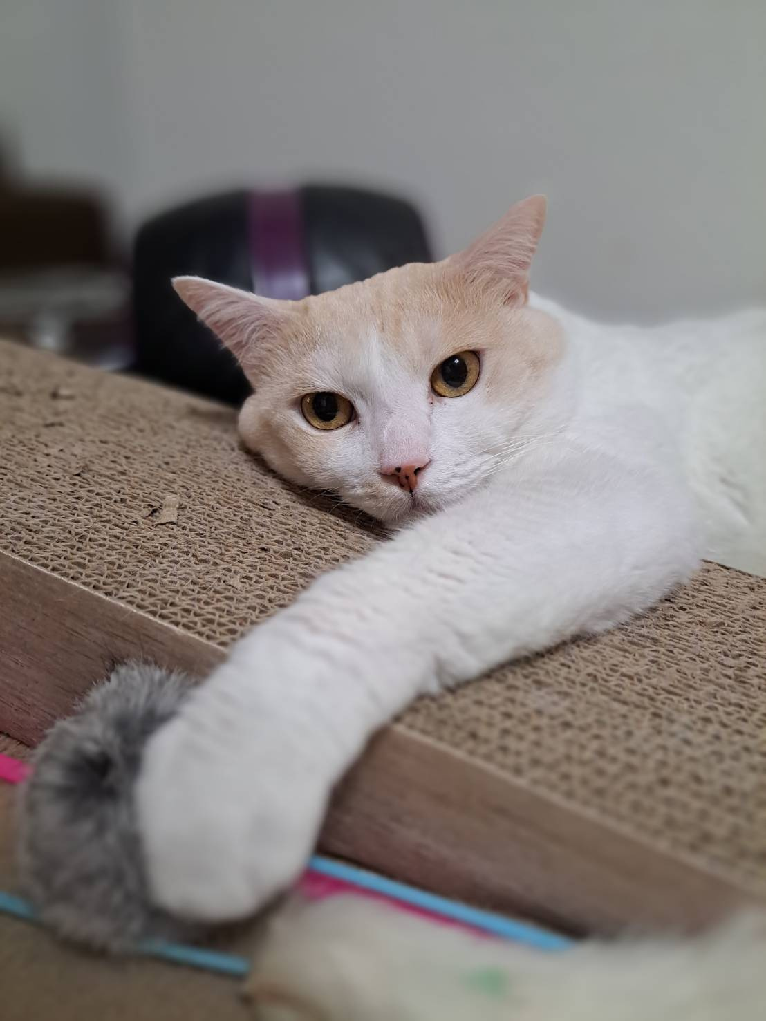 今日のねこの画像