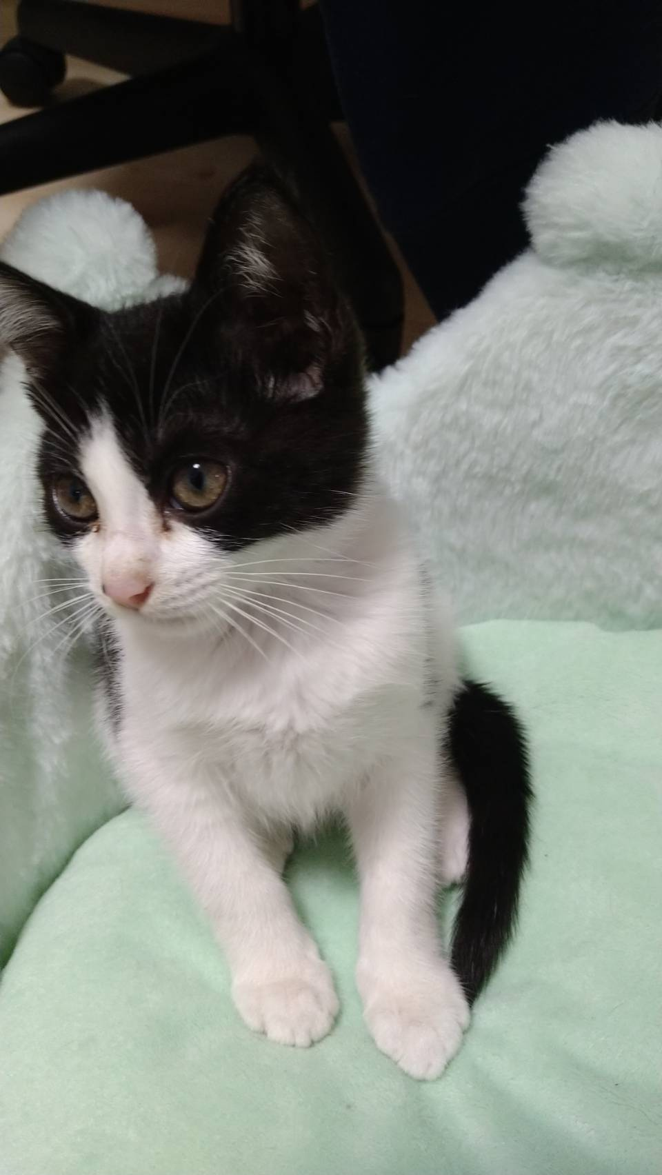 今日のねこの画像
