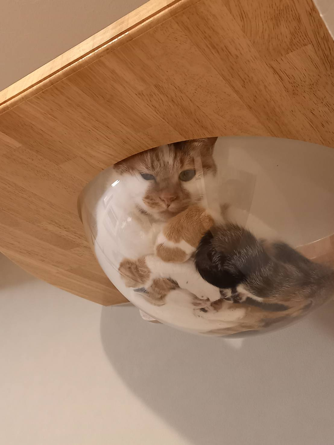 今日のねこの画像