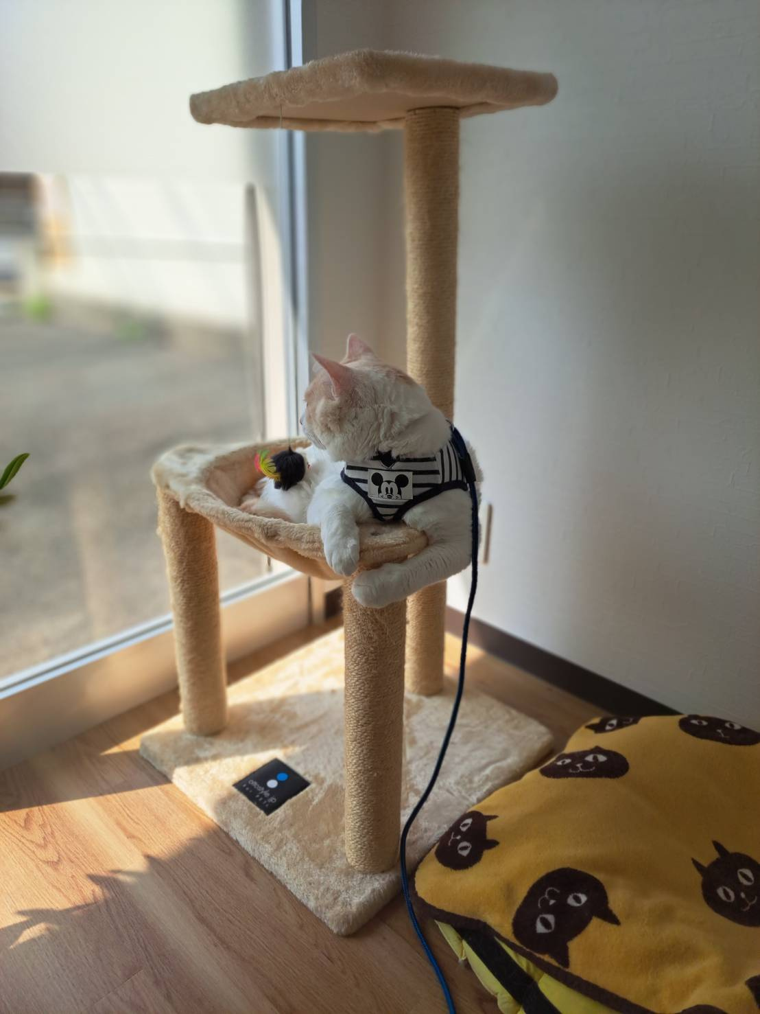 今日のねこの画像