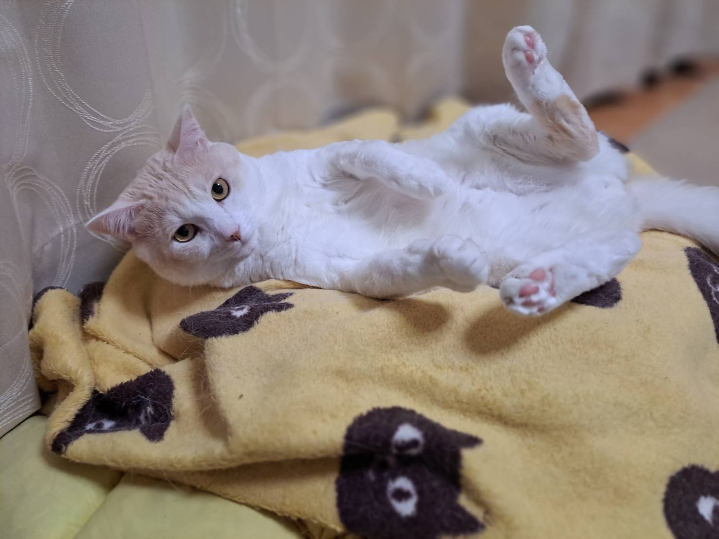 今日のねこの画像