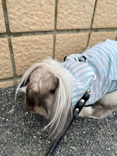 前髪が魅力！ ちょるの散歩日記の画像