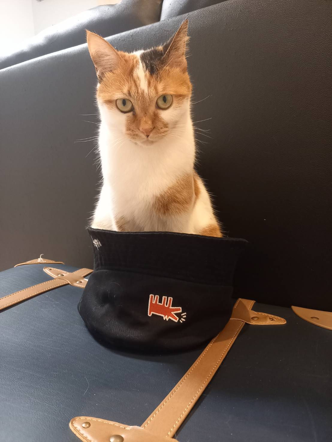 今日のねこの画像