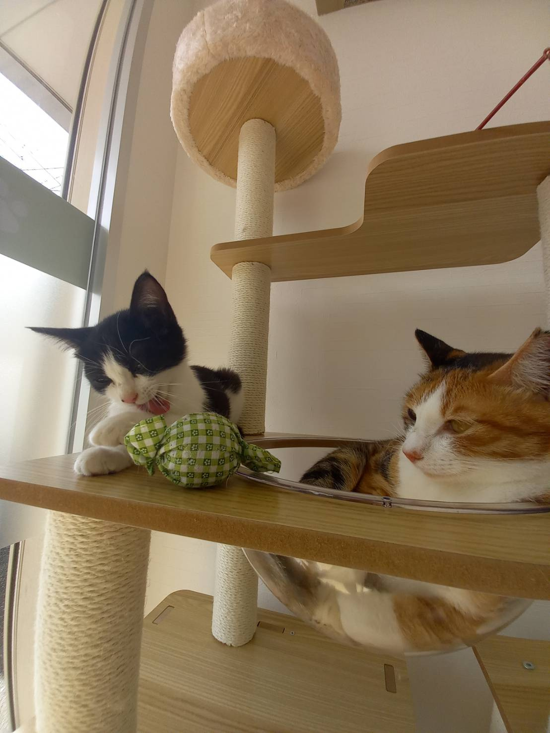 今日のねこの画像