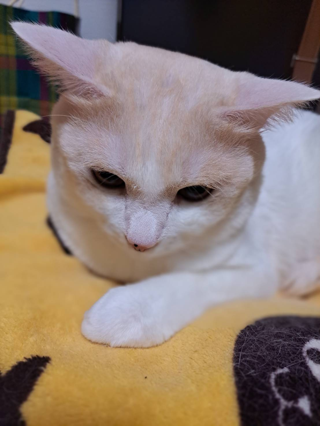 今日のねこの画像