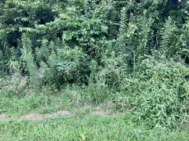 空き地の雑草対策は誰が義務を負う？放置するリスクや対策をご紹...の画像