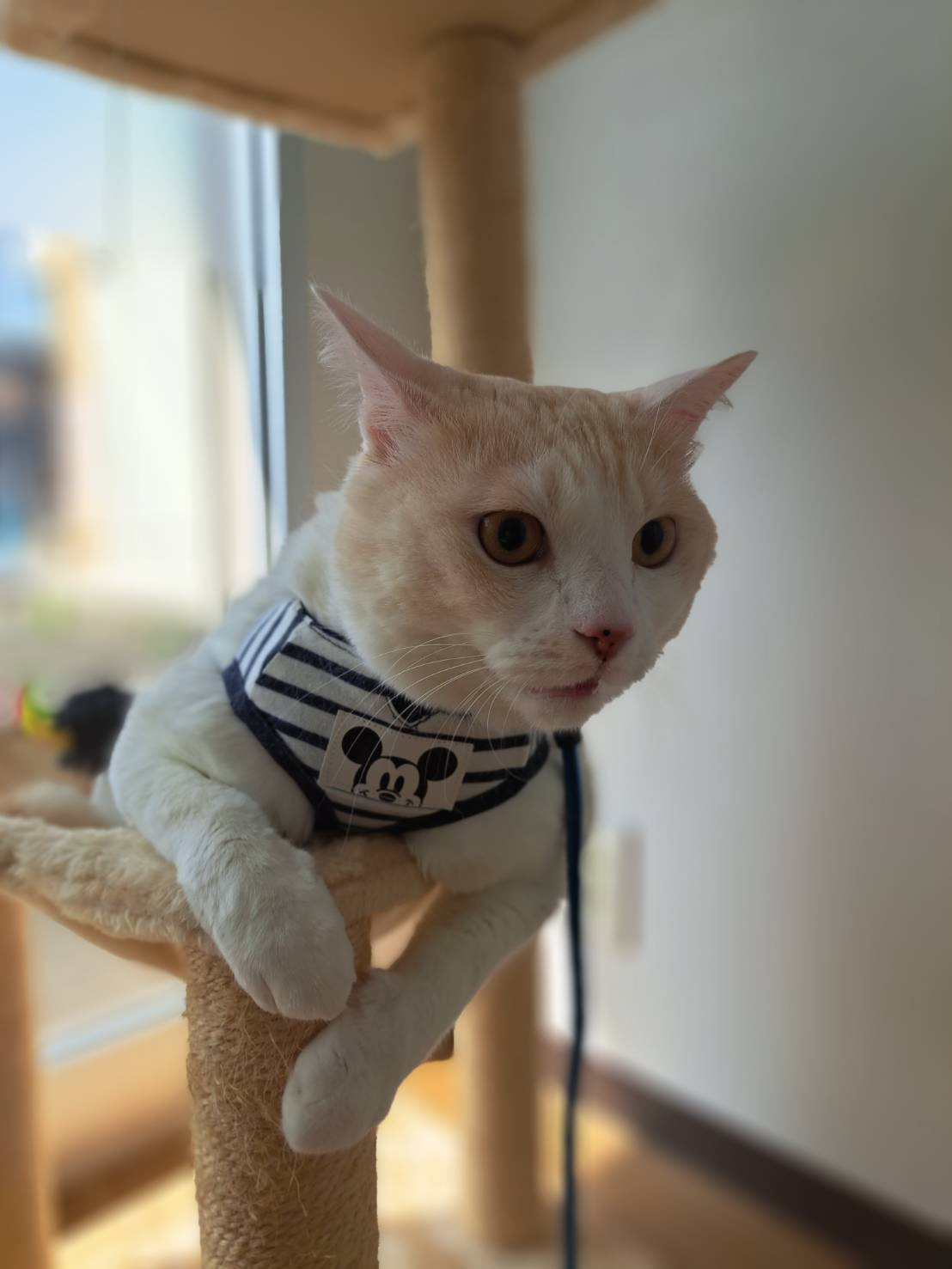 今日のねこの画像