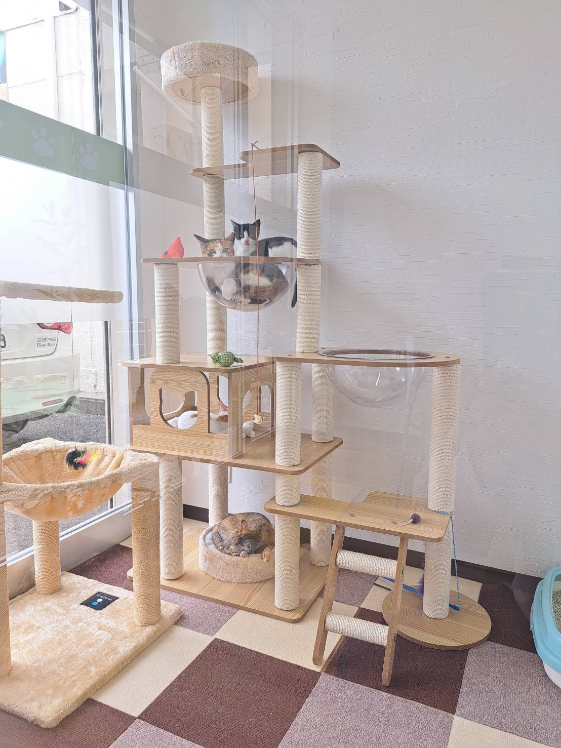 今日のねこの画像