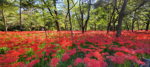 曼珠沙華の魅力：秋の花の美しさを探求の画像