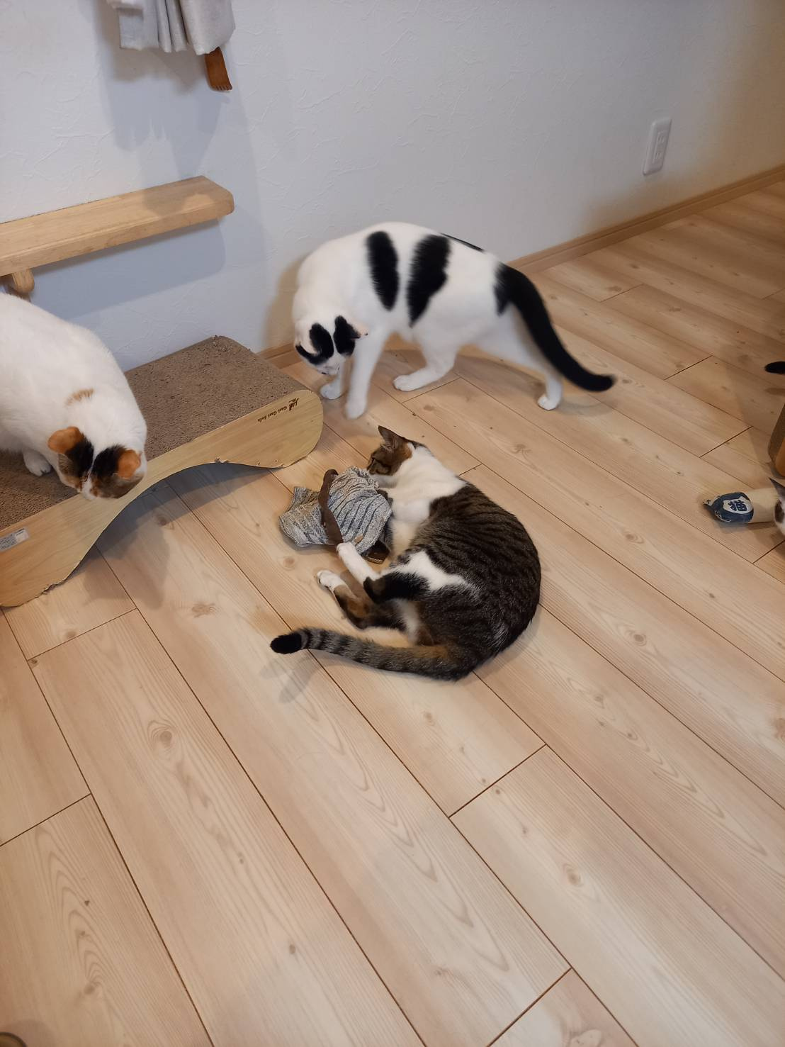 今日のねこの画像
