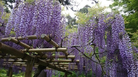 綺麗な藤の花の画像
