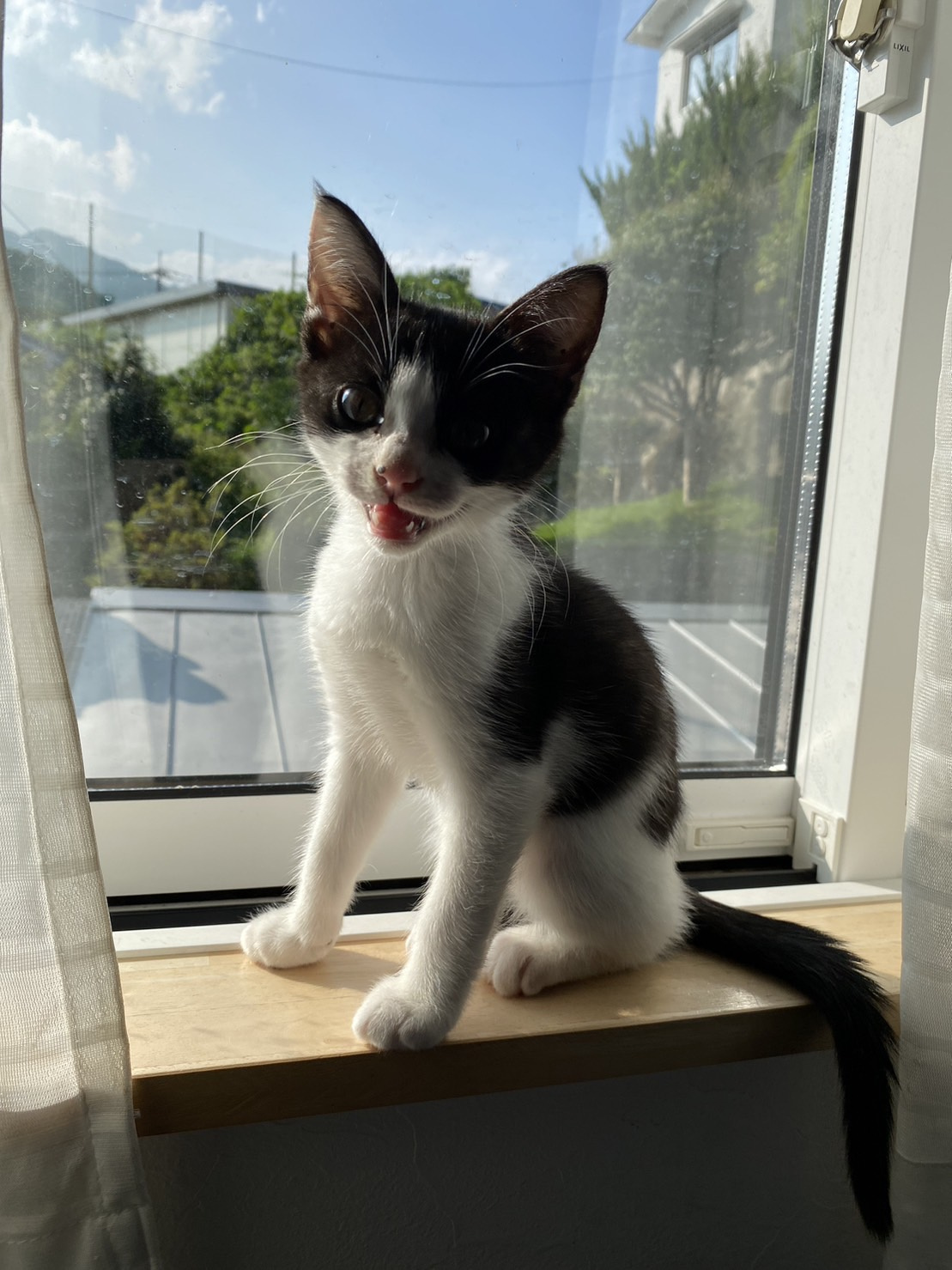今日のねこの画像