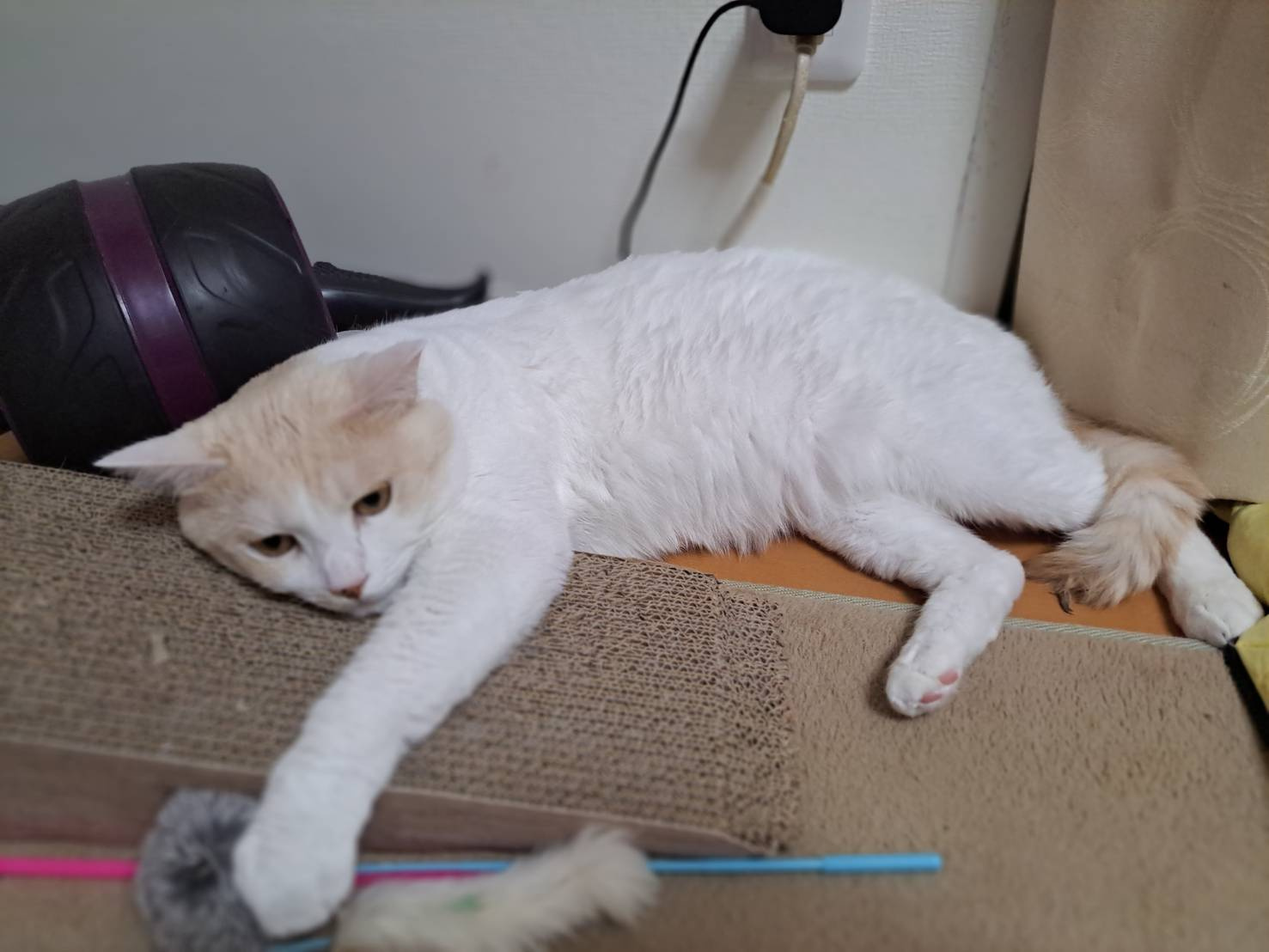 今日のねこの画像