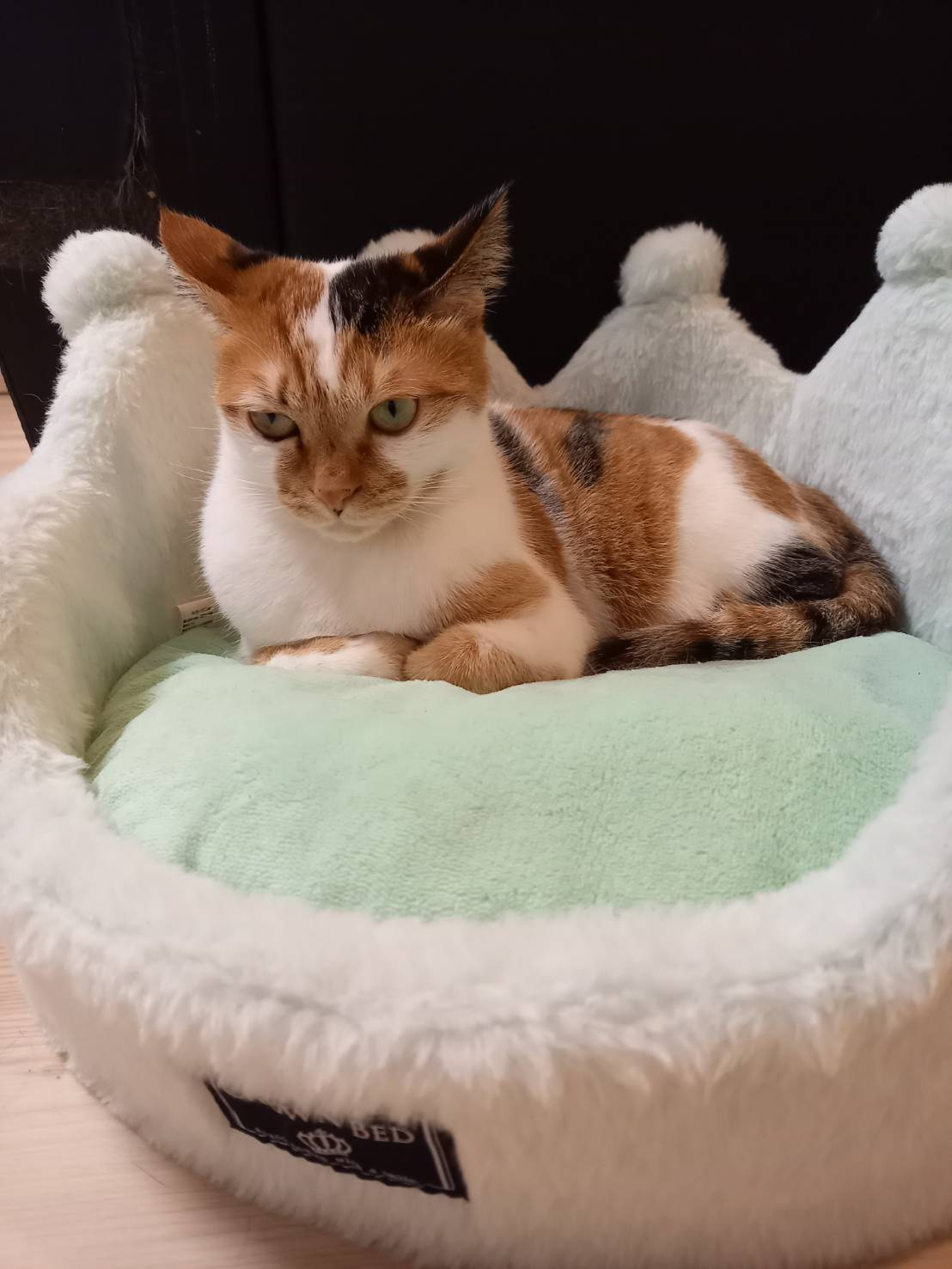 今日のねこの画像