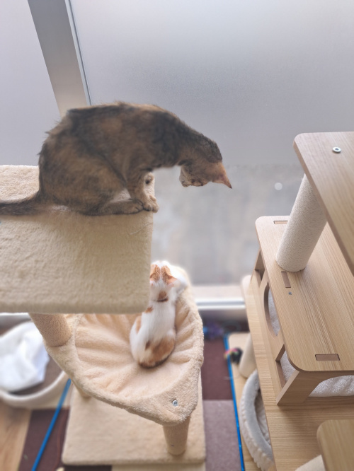 今日のネコの画像