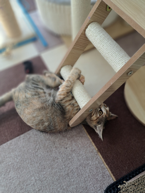 今日のネコの画像