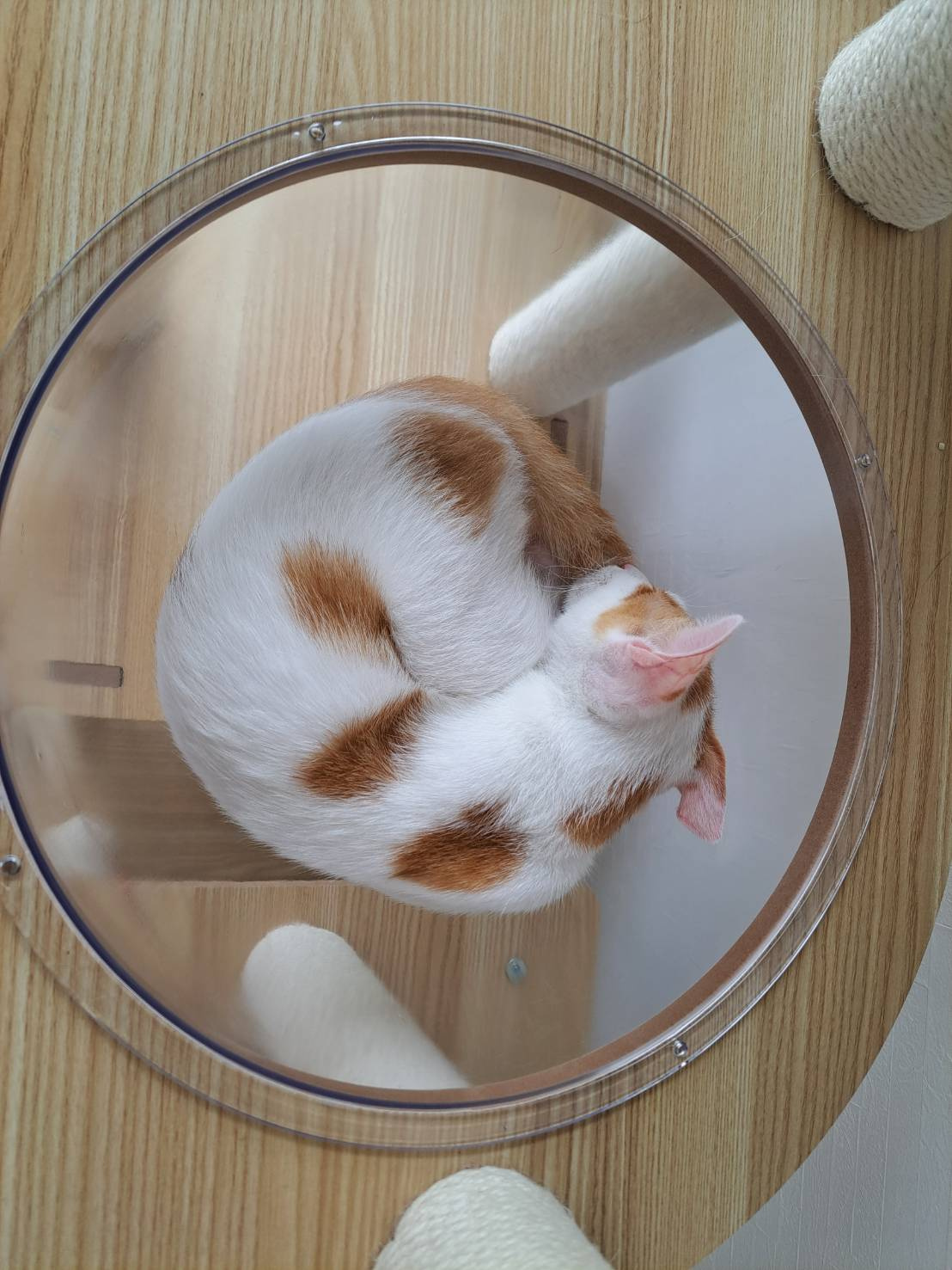 今日のねこの画像