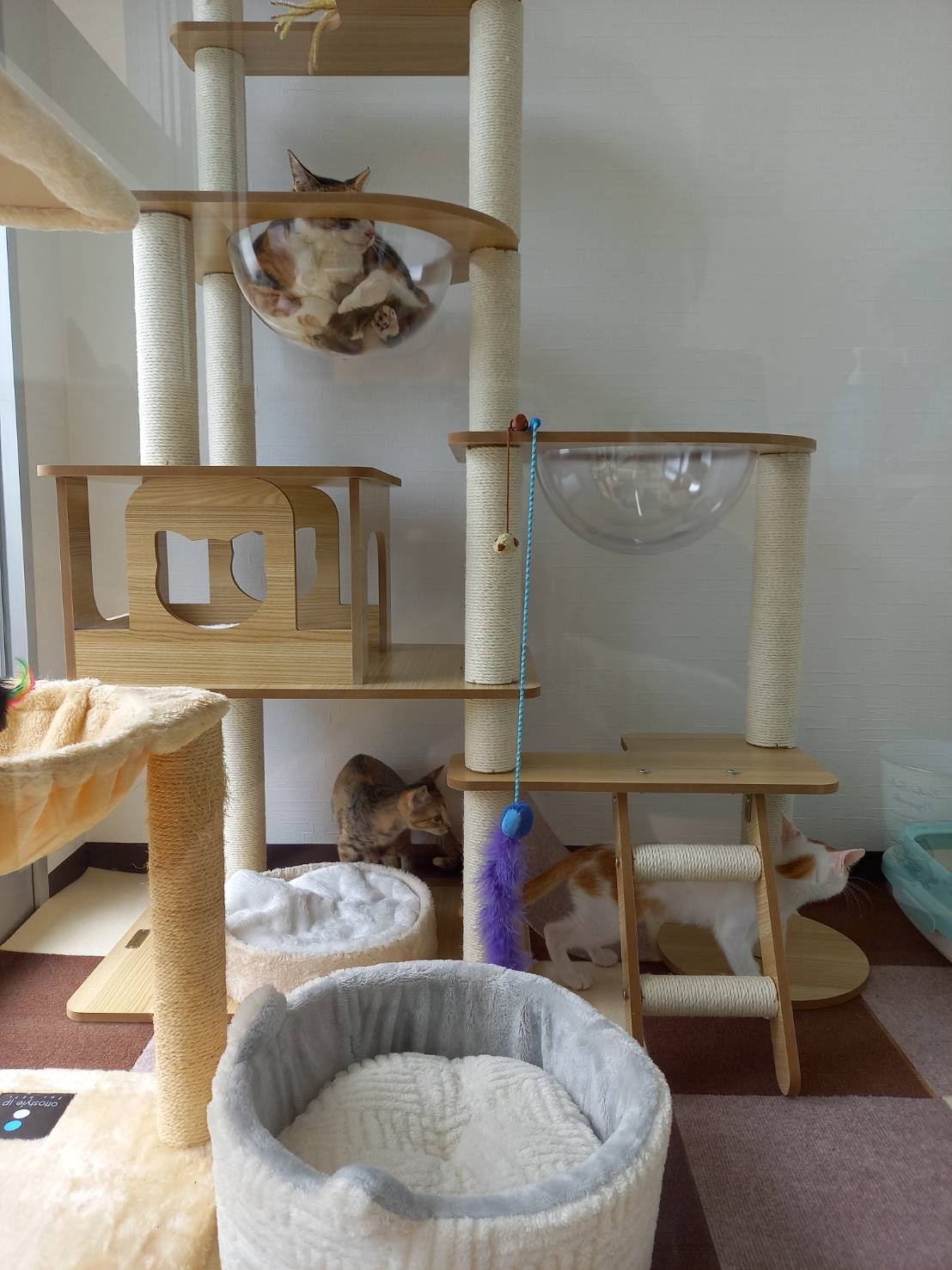 今日のねこの画像