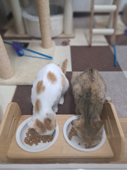今日のネコの画像