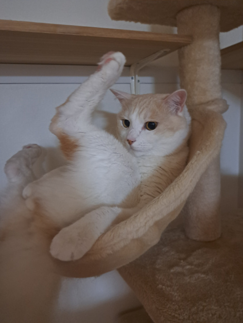 今日のネコの画像