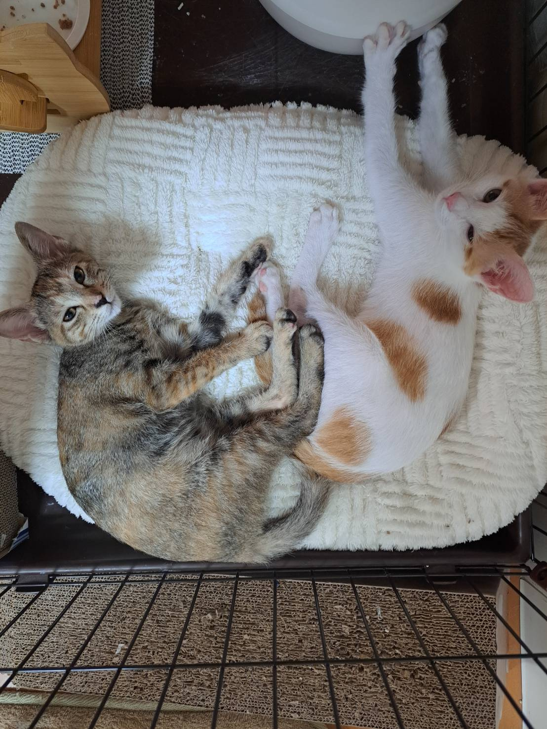 今日のねこの画像