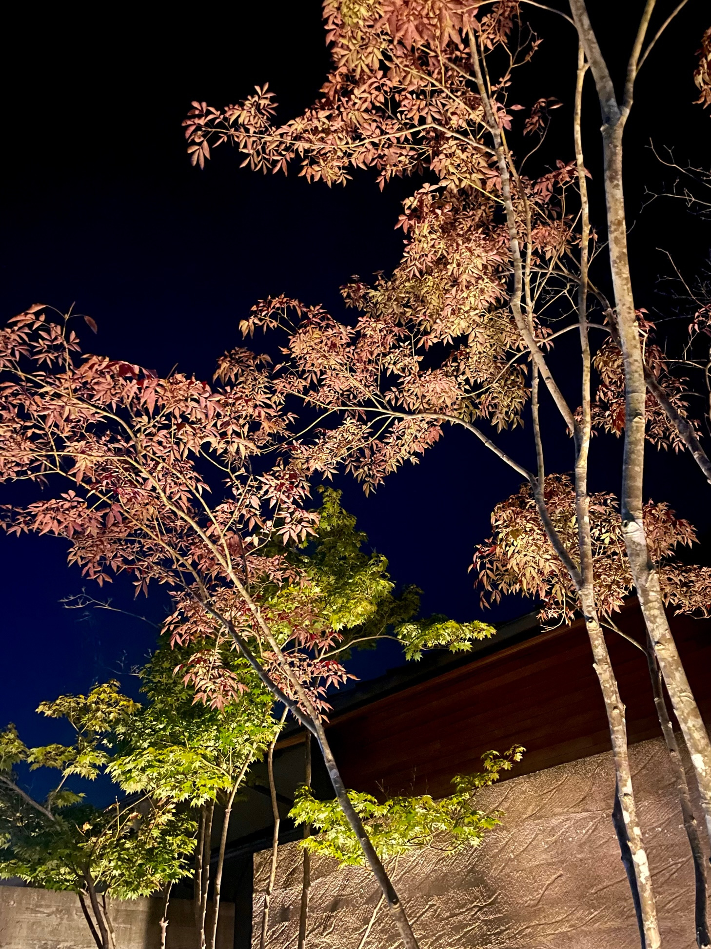 アオダモの紅葉の画像