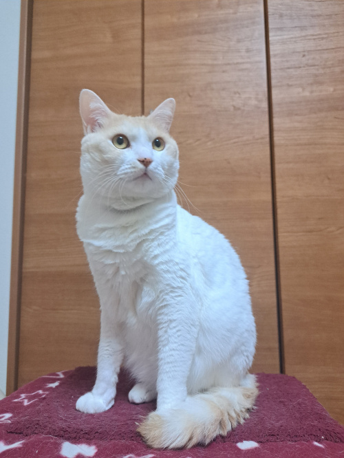 今日のネコの画像