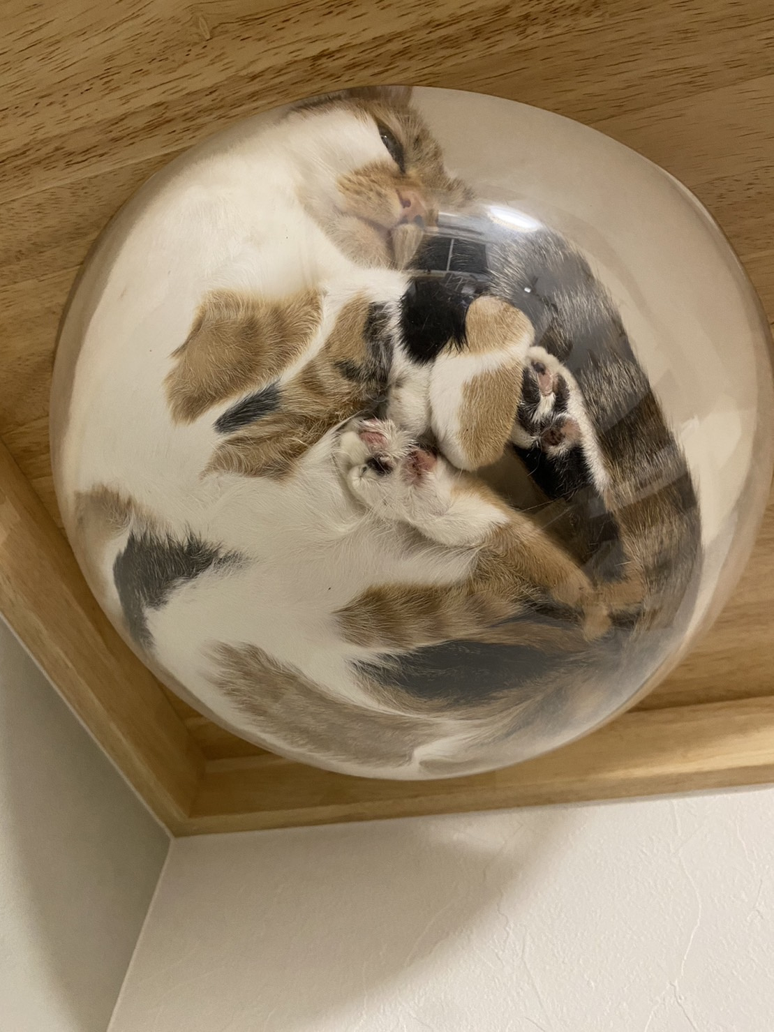 今日のねこの画像