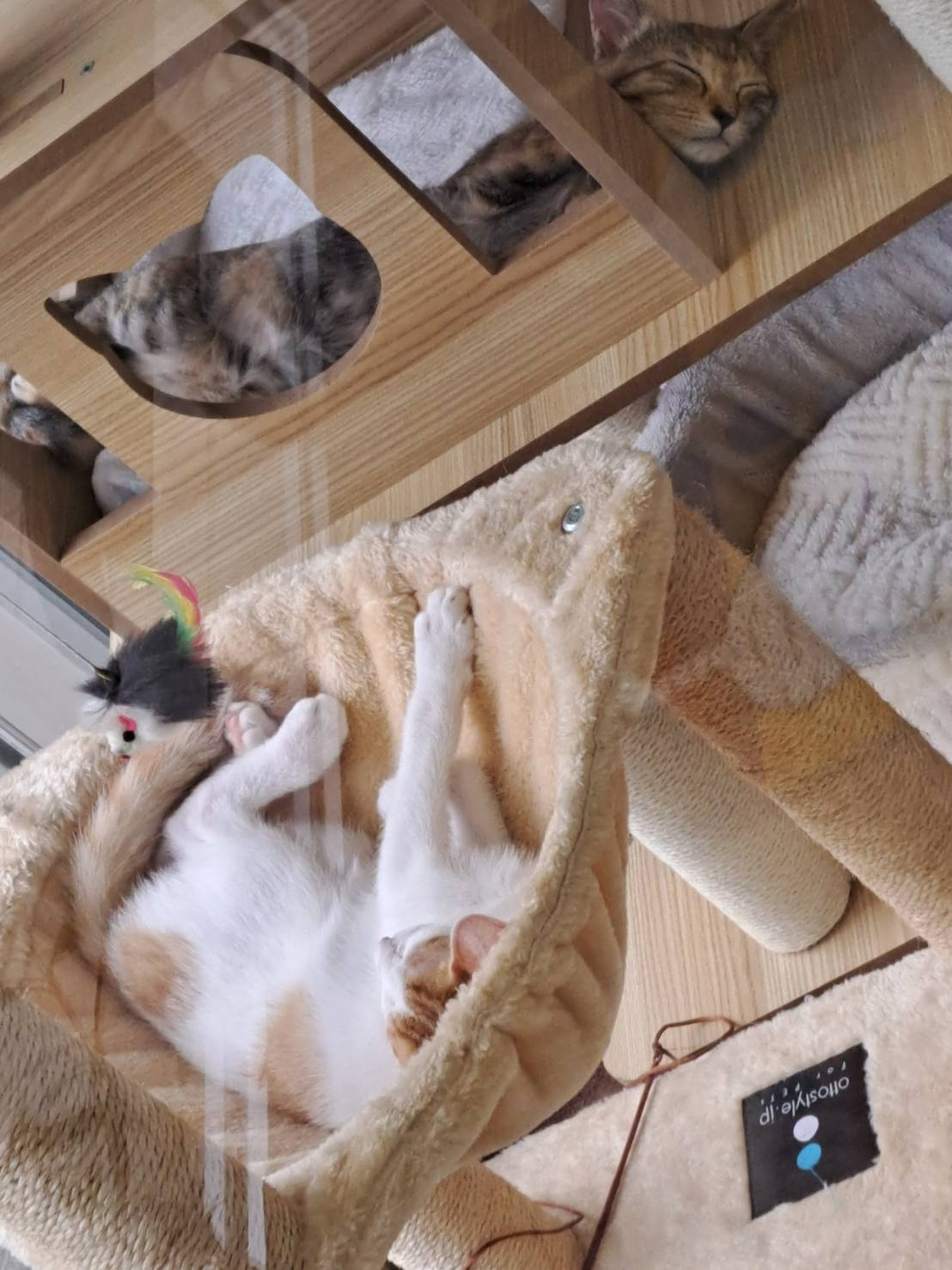 今日のねこの画像