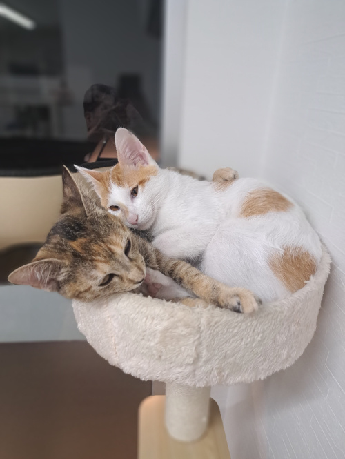 今日のネコの画像