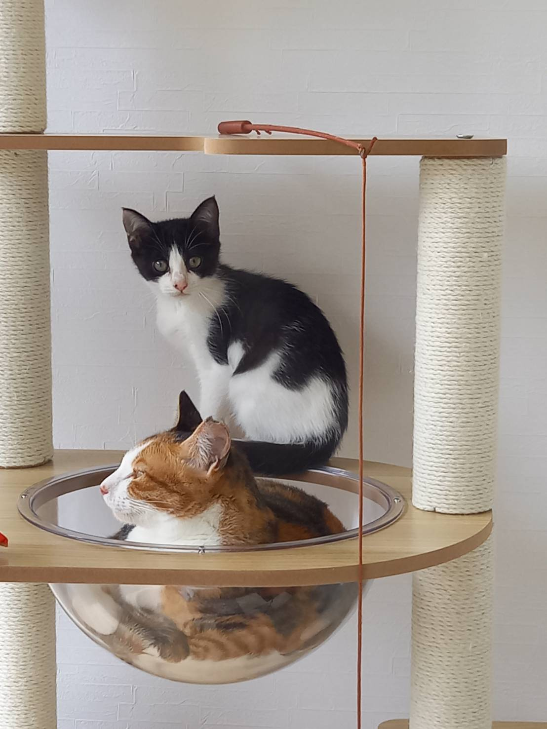 今日のねこの画像