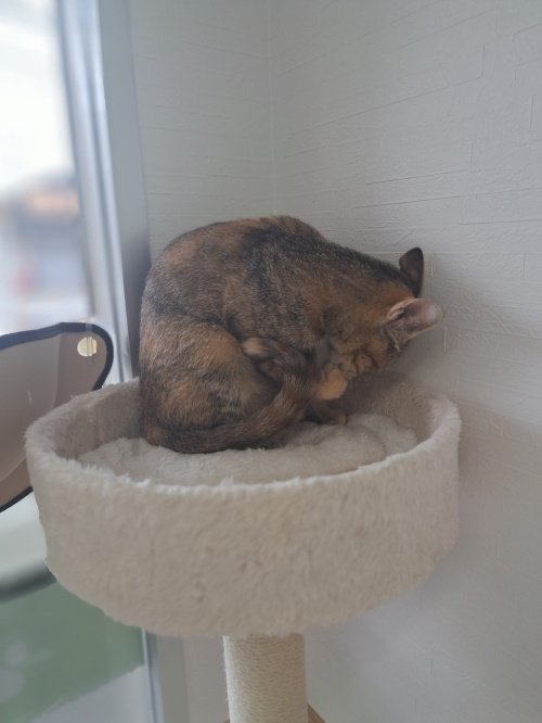 今日のネコの画像